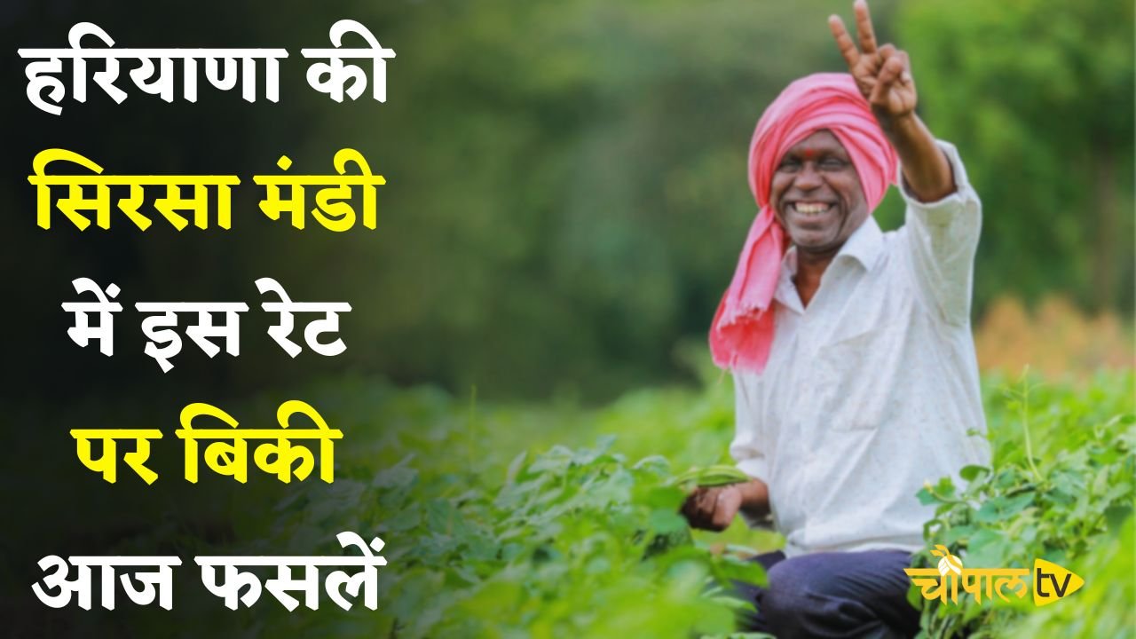 Mandi Bhav: हरियाणा की सिरसा मंडी के ताजा भाव जारी, इस रेट पर बिकी आज फसलें