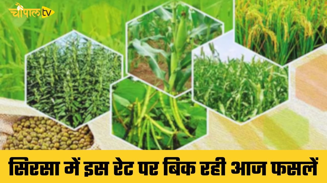 Mandi Bhav: हरियाणा की सिरसा मंडी में इस रेट पर बिक रही आज फसलें, देखें नए भाव