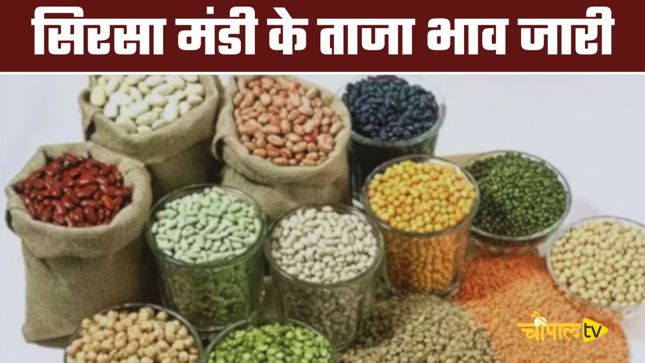 Mandi Bhav: हरियाणा की सिरसा मंडी के ताजा भाव जारी, इस रेट पर बिकी आज फसलें