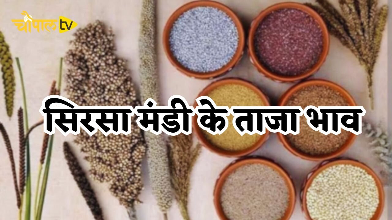 Mandi bhav today, Mandi Bhav, Rajasthan Mandi Price, Haryana Mandi Bhav, Kapas ke Bhav, narma ka bhav, Mandi Bhav Today, Mandi Rate, today mandi bhav, latest price, breaking news, Mandi Bhav Today, Mandi Bhav Today 2024, आज का मंडी भाव, mandi bhav today, mandi bhav rajasthan, mandi bhav Sirsa, mandi bhav