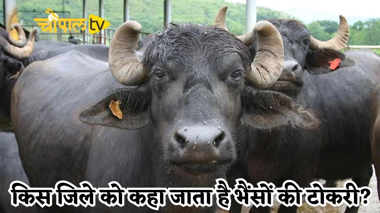 GK Quiz: हरियाणा के किस जिले को कहा जाता है भैंसों की टोकरी? जाने