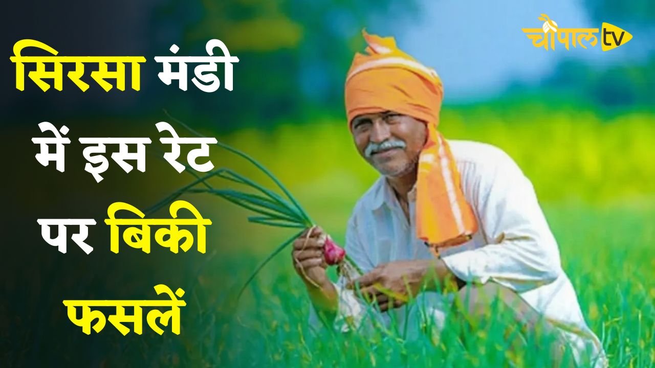 Mandi Bhav: हरियाणा की सिरसा मंडी में इस रेट पर बिकी फसलें, देखें ताजा भाव