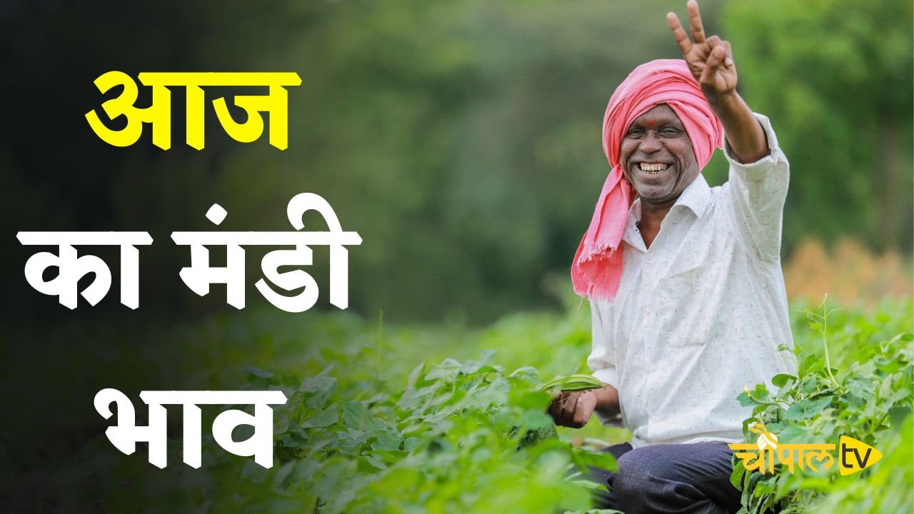 Mandi Bhav: हरियाणा की सिरसा मंडी में इस रेट पर बिकी फसलें, देखें नए भाव